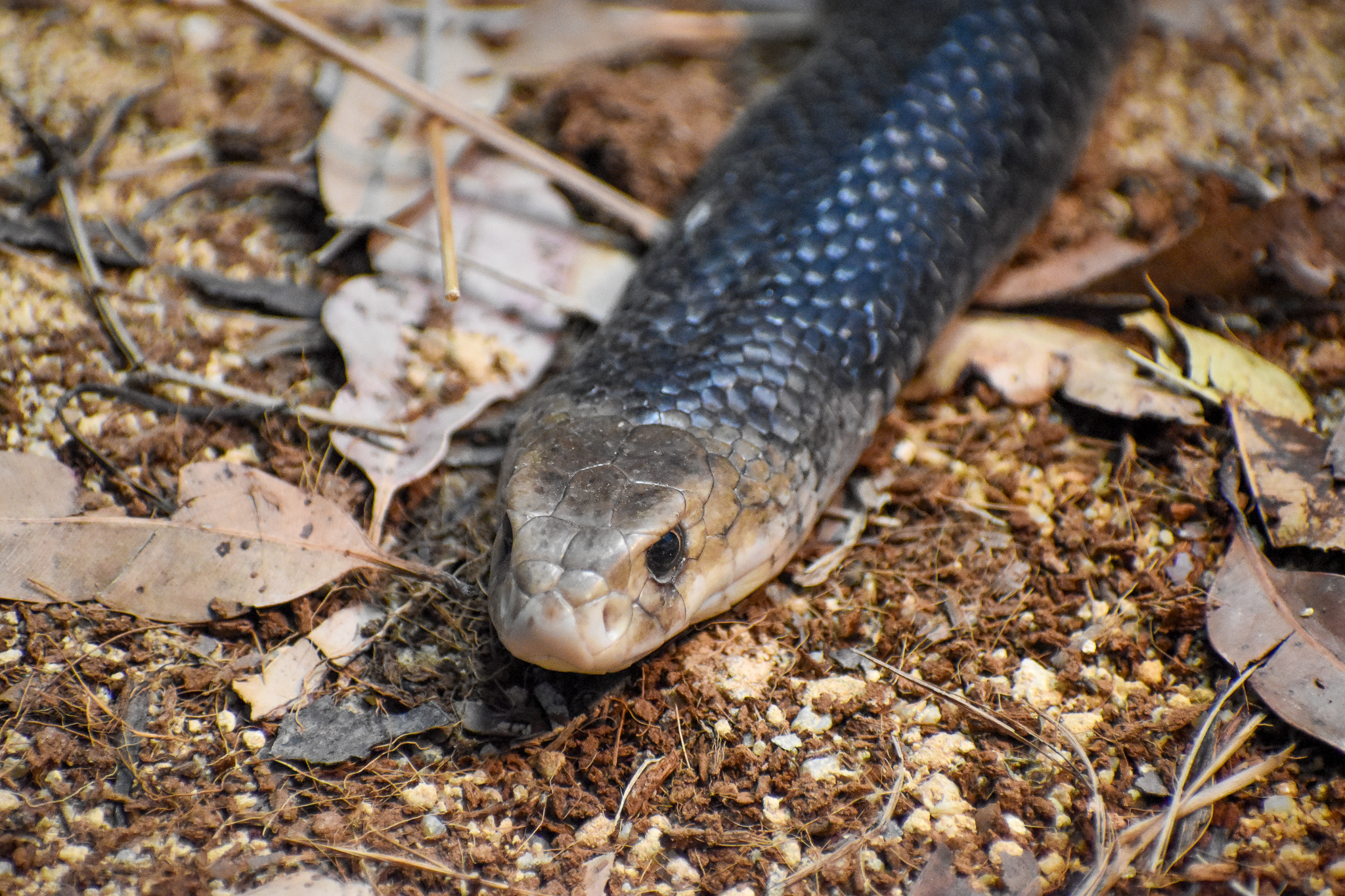 Eastern Brown Snake