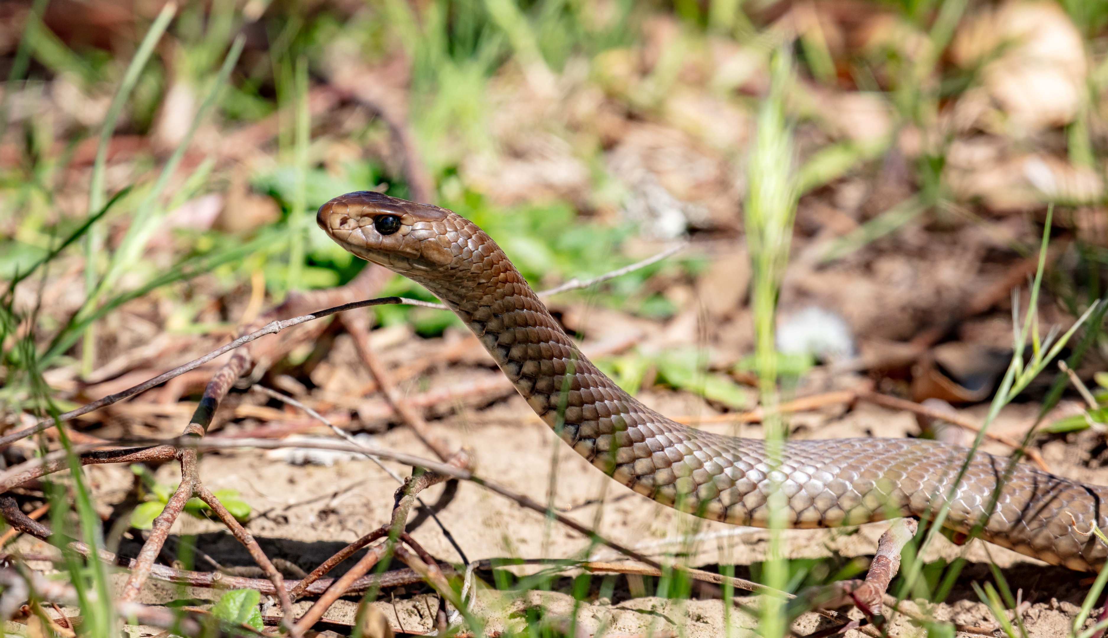 Eastern Brown Snake