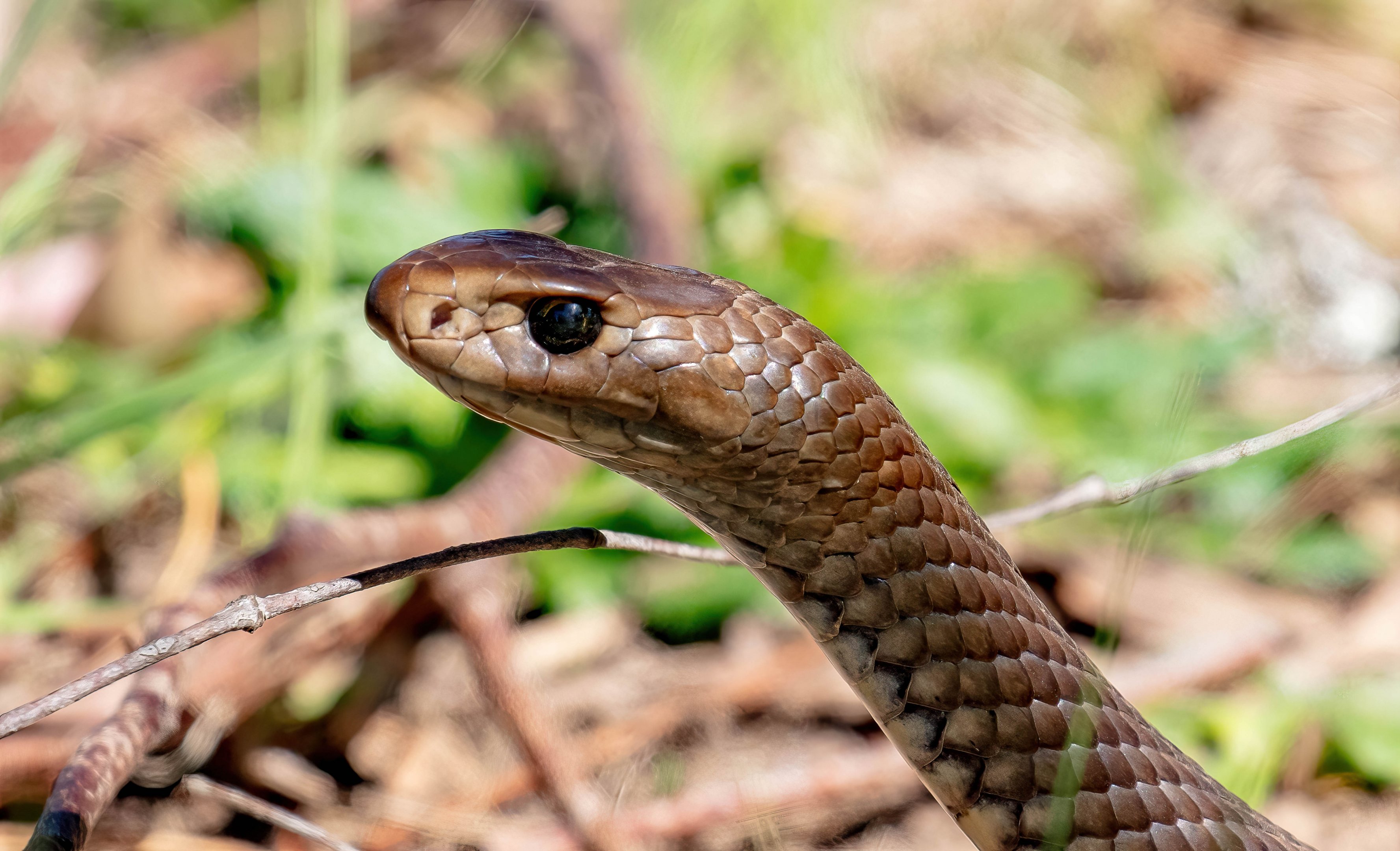 Eastern Brown Snake