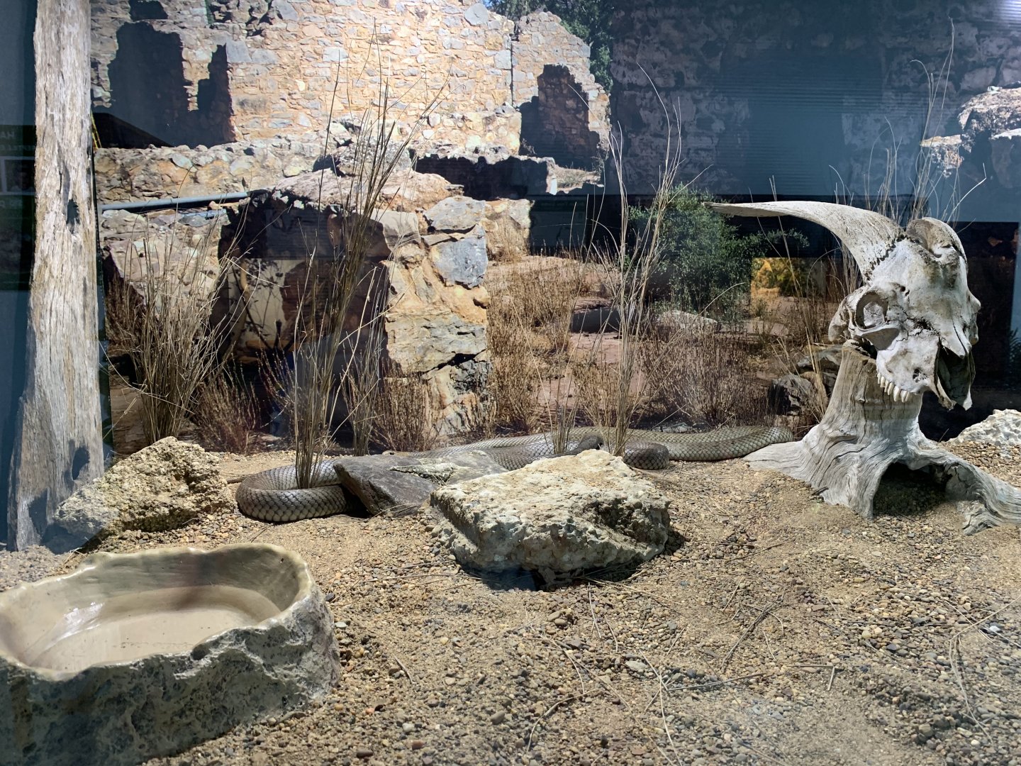 Eastern Brown Snakes