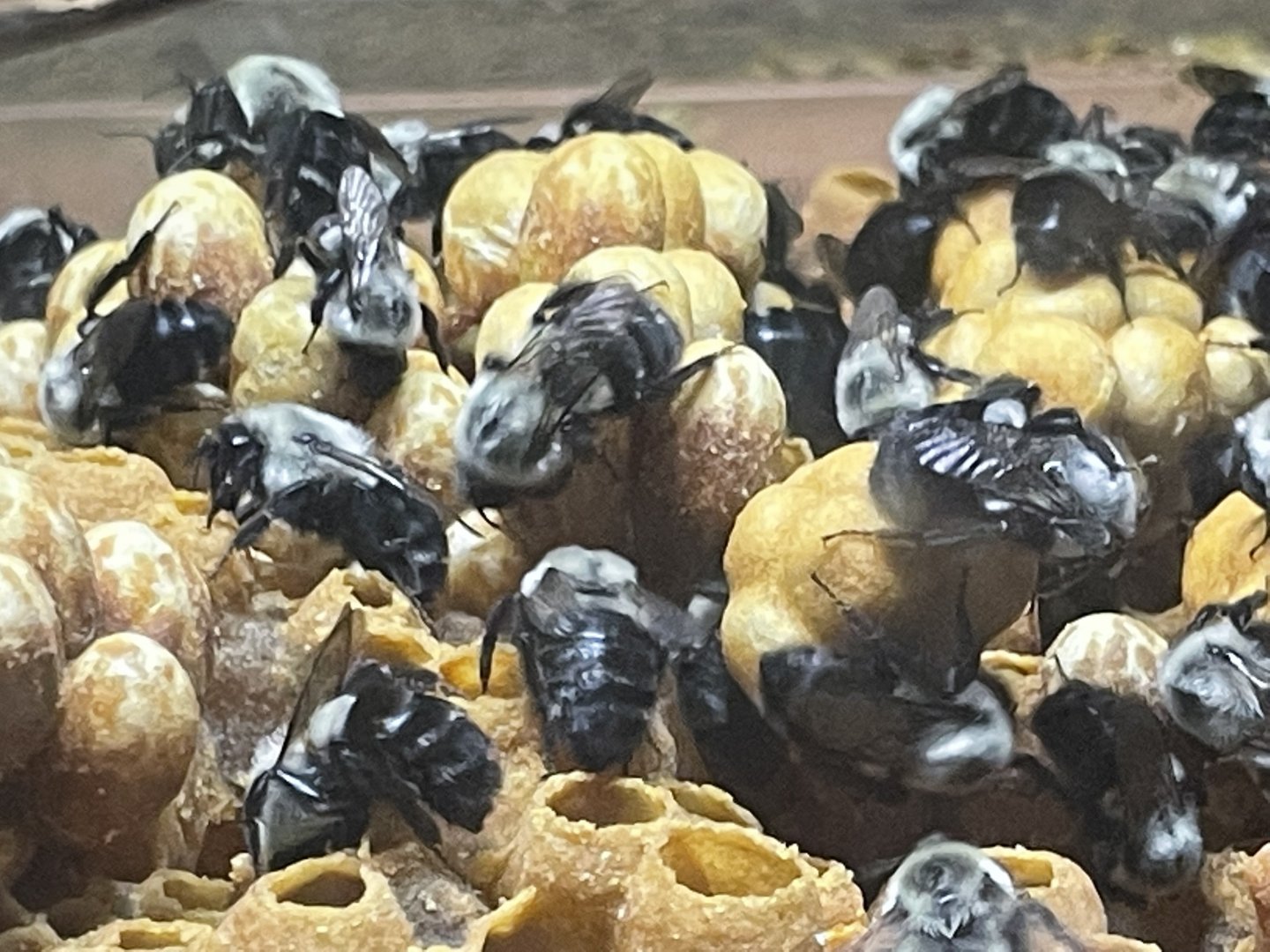 eastern bumblebees