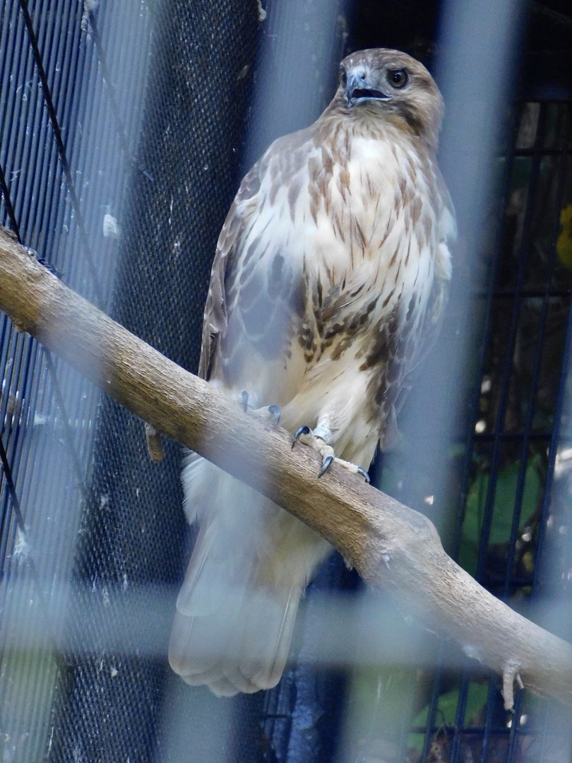 Eastern Buzzard (Buteo japonicus) August 30, 2025