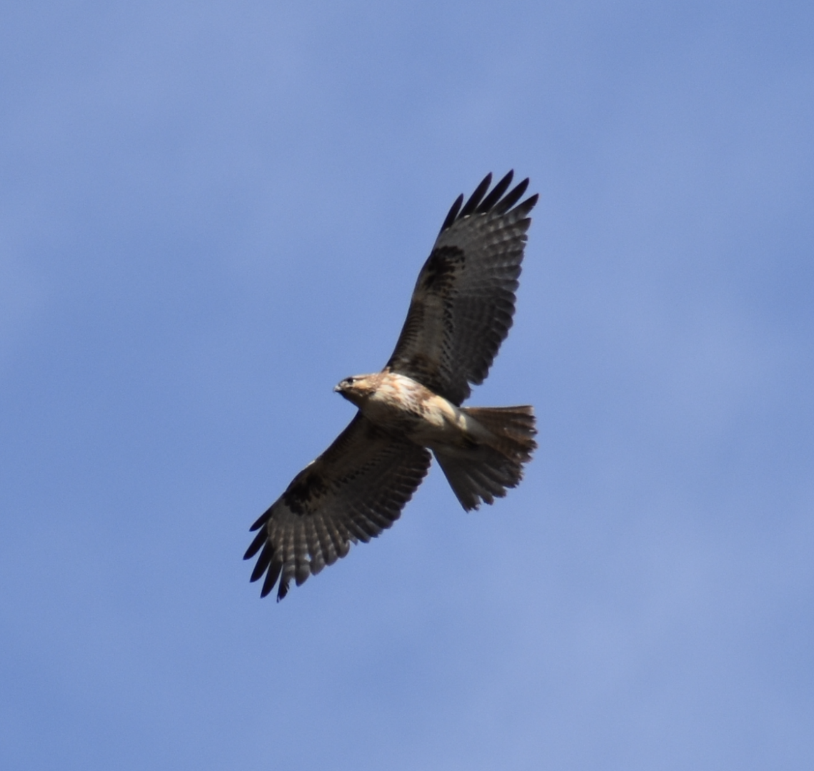 Eastern Buzzard ~ Imperial Palace