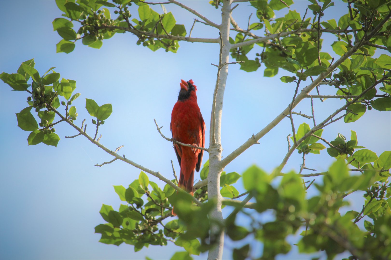 Eastern Cardinal