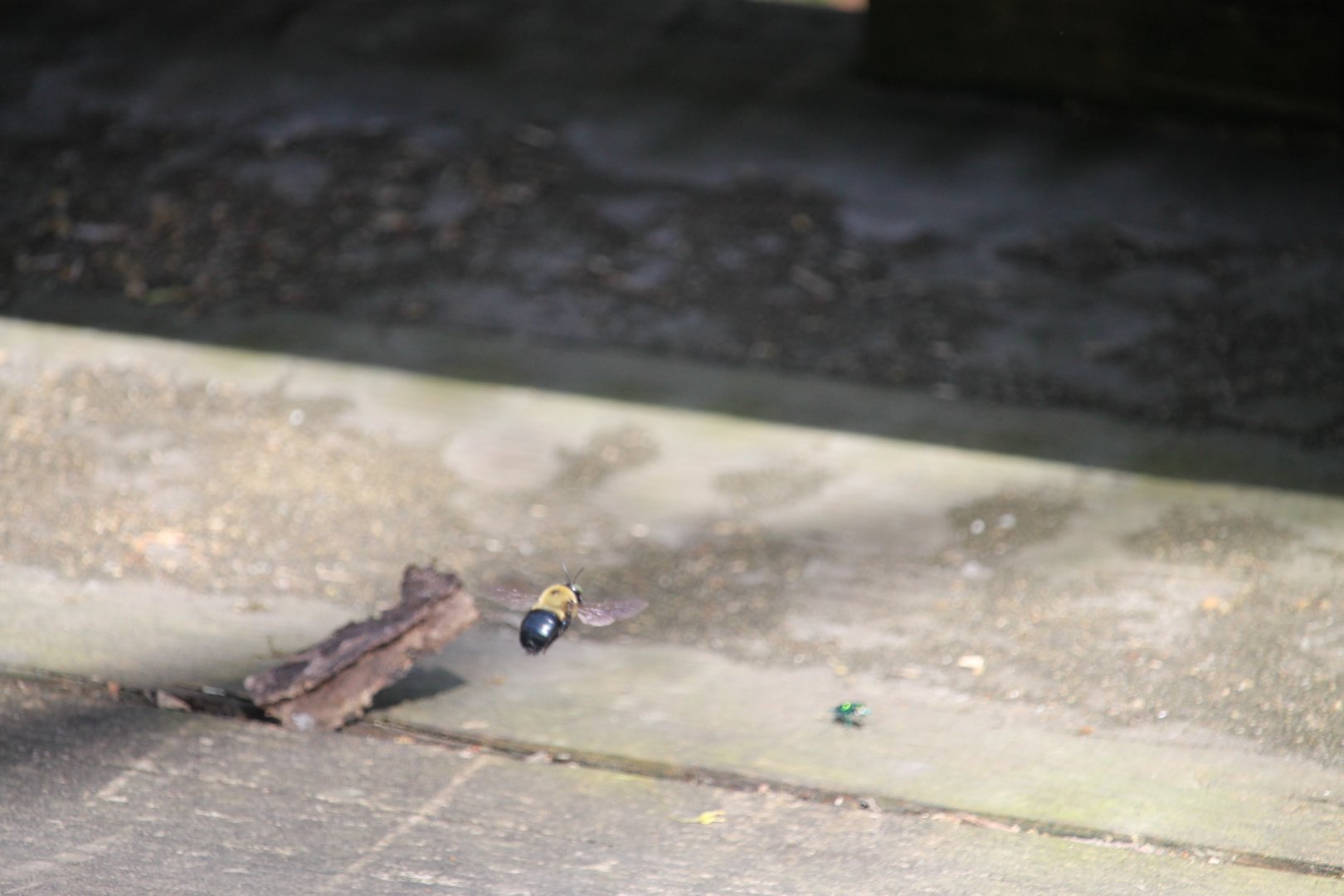 Eastern carpenter bee (Xylocopa virginica)