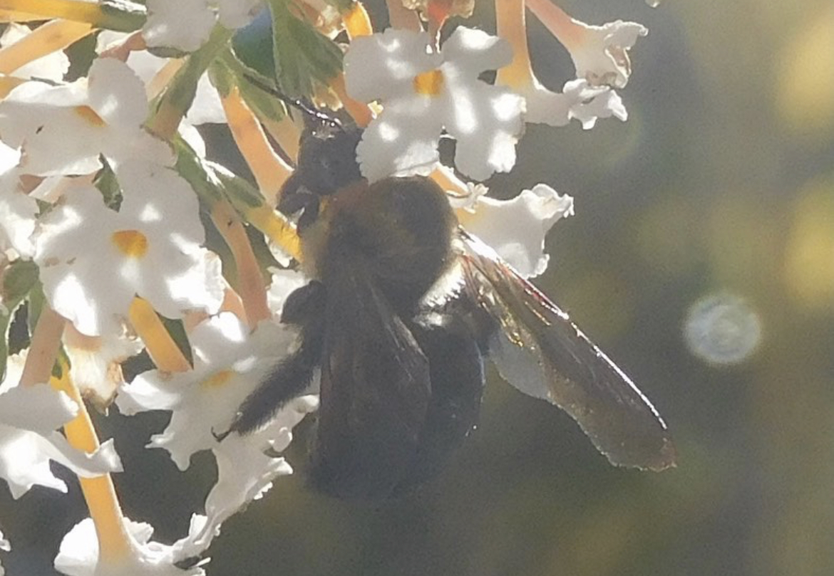 Eastern carpenter bee