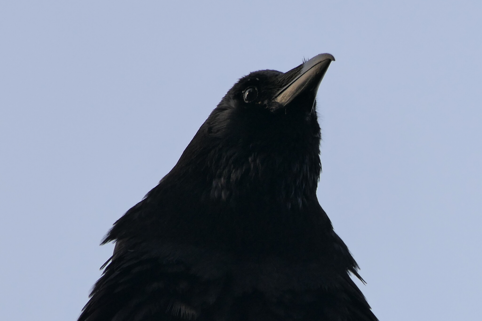 Eastern Carrion Crow (Corvus corone orientalis)