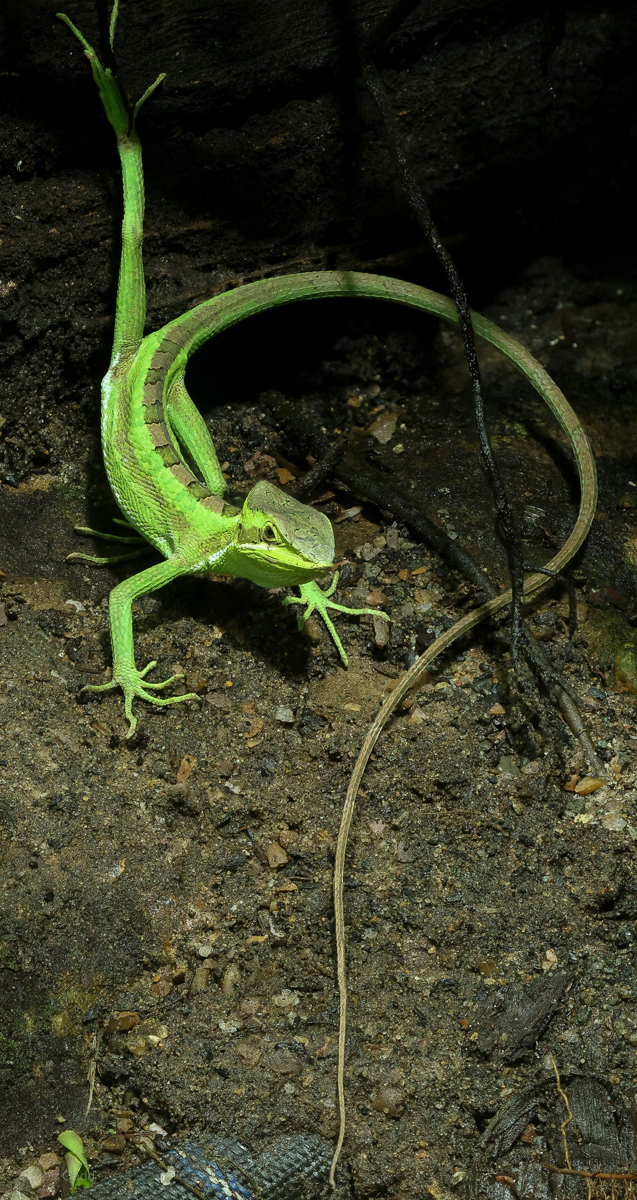Eastern casquehead iguana : Chester Zoo : 06 Sep 2025