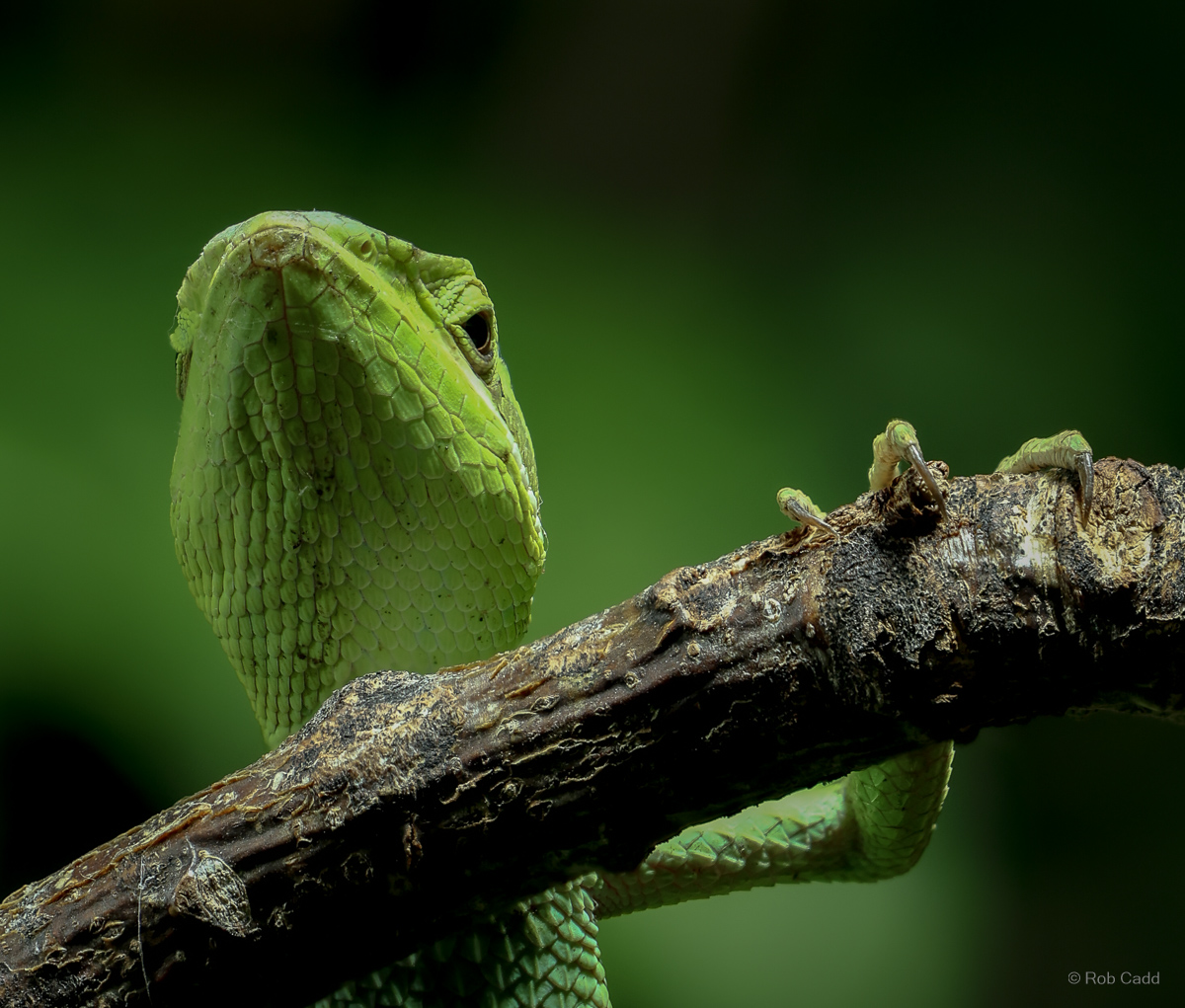 Eastern casquehead iguana : Chester Zoo : 06 Sep 2025