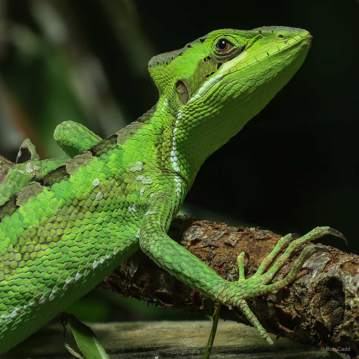 Eastern casquehead iguana : Chester Zoo : 06 Sep 2025