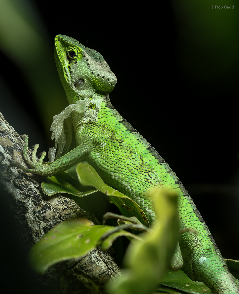 Eastern casquehead iguana : Chester Zoo : 06 Sep 2025