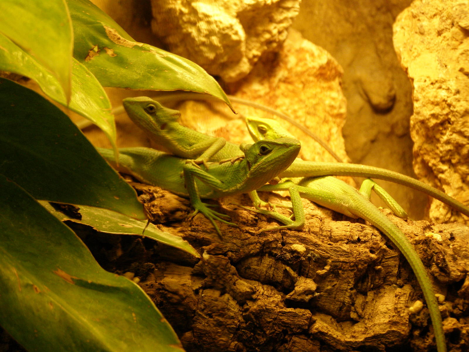 eastern casquehead iguana (Laemanctus longipes)