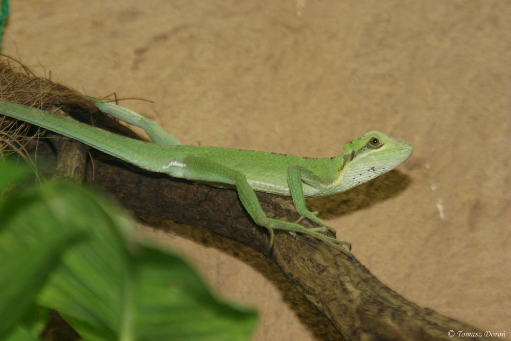 Eastern casquehead iguana (Laemanctus longipes)