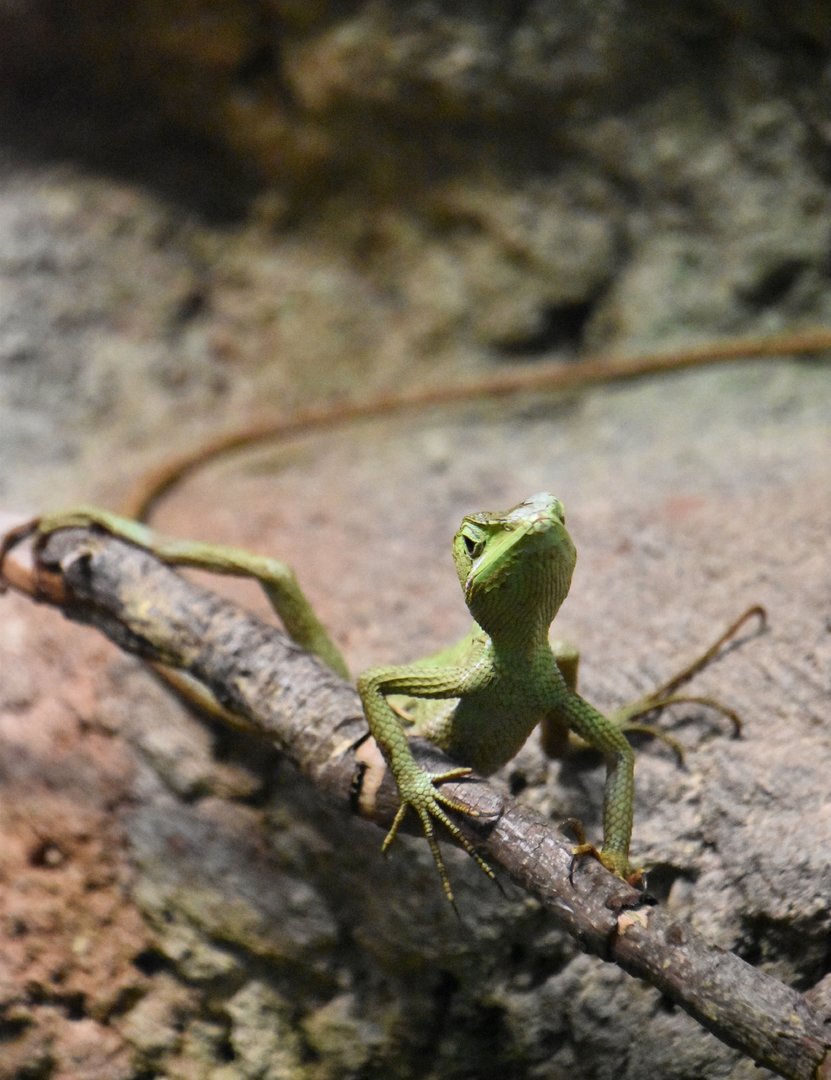 Eastern casquehead iguana, Laemanctus longipes