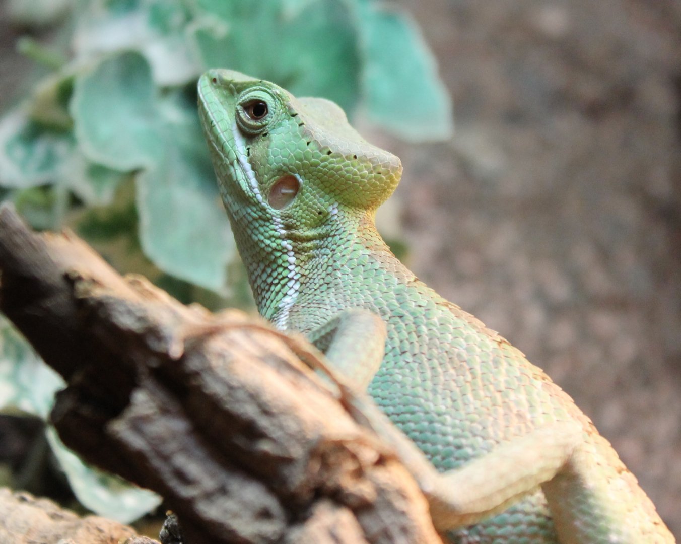 Eastern casquehead iguana