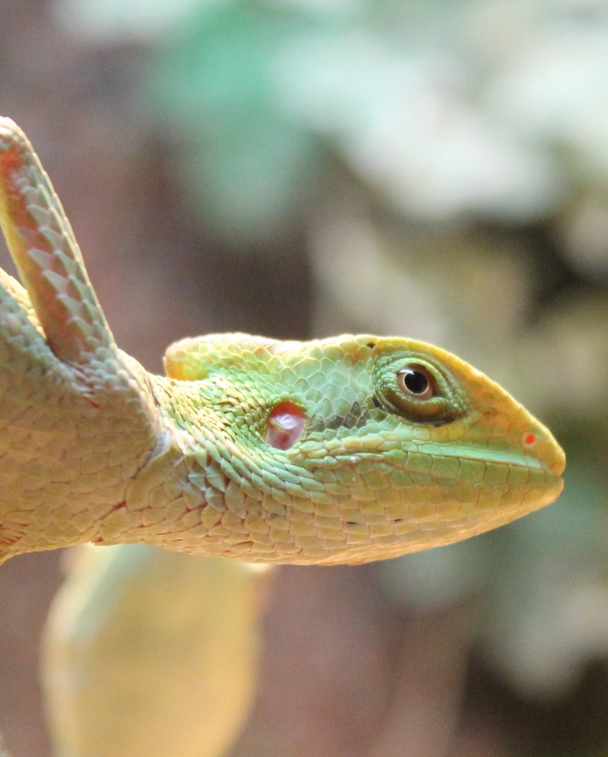 Eastern casquehead iguana