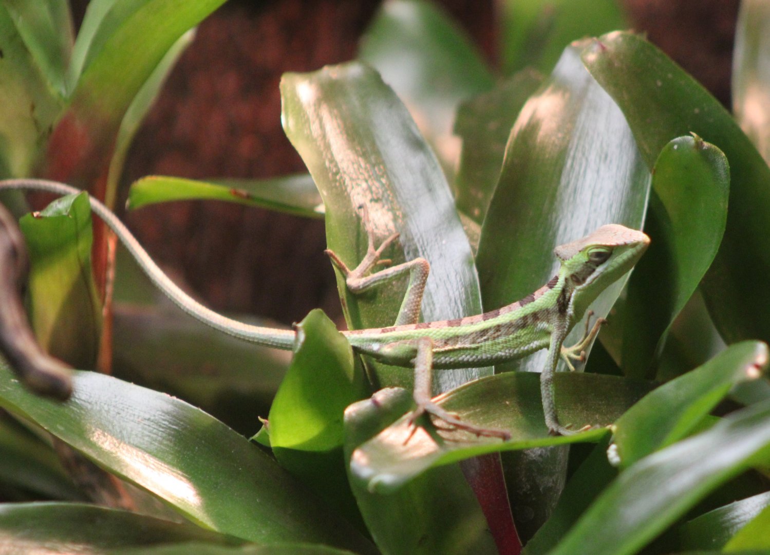 Eastern casquehead iguana
