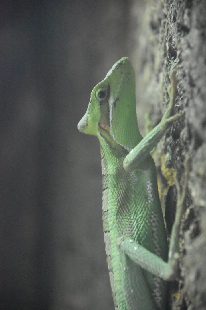 Eastern casquehead iguana