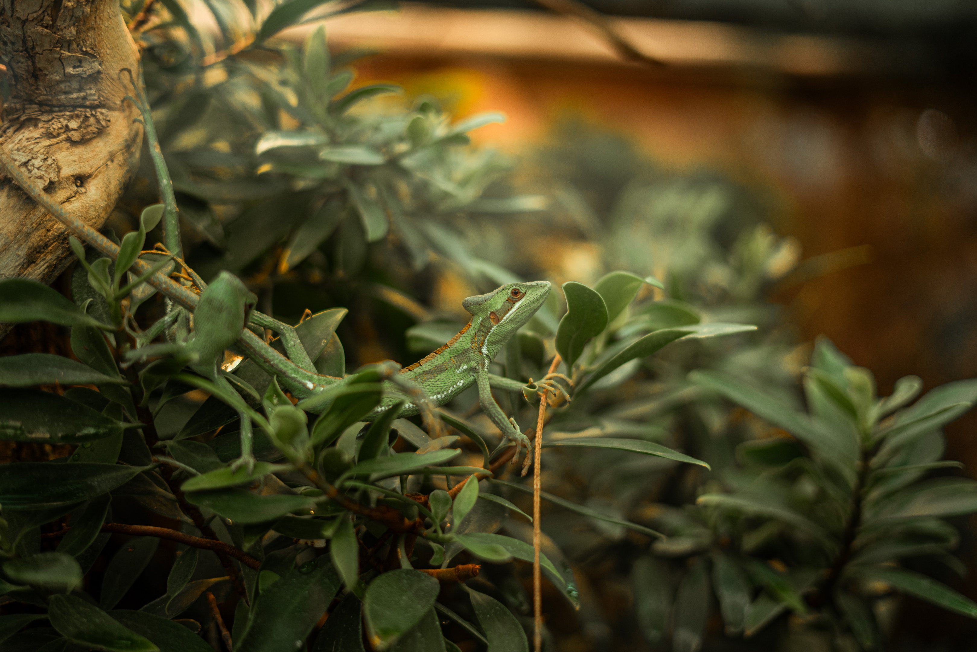 Eastern casquehead iguana