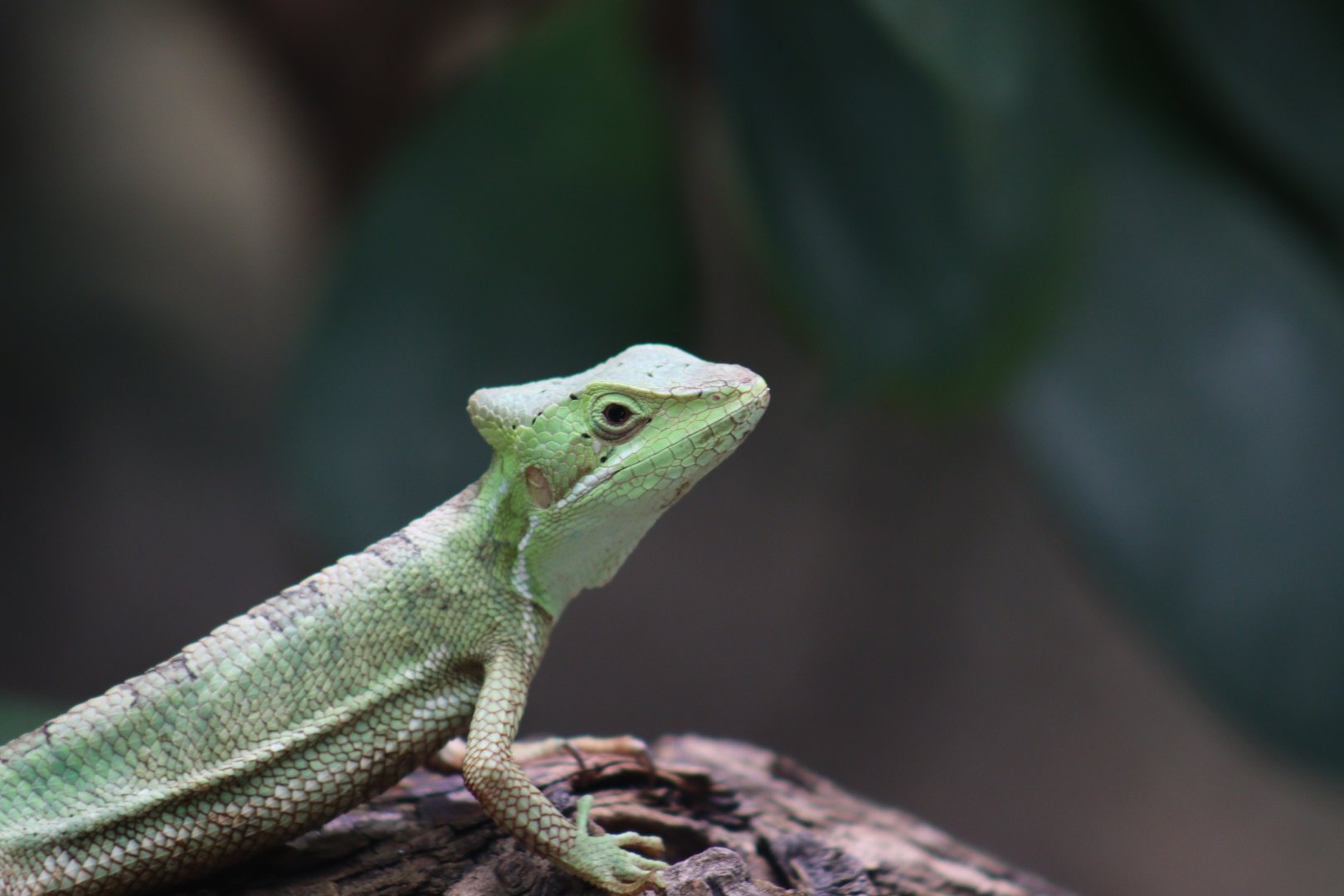 Eastern Casquehead Iguana