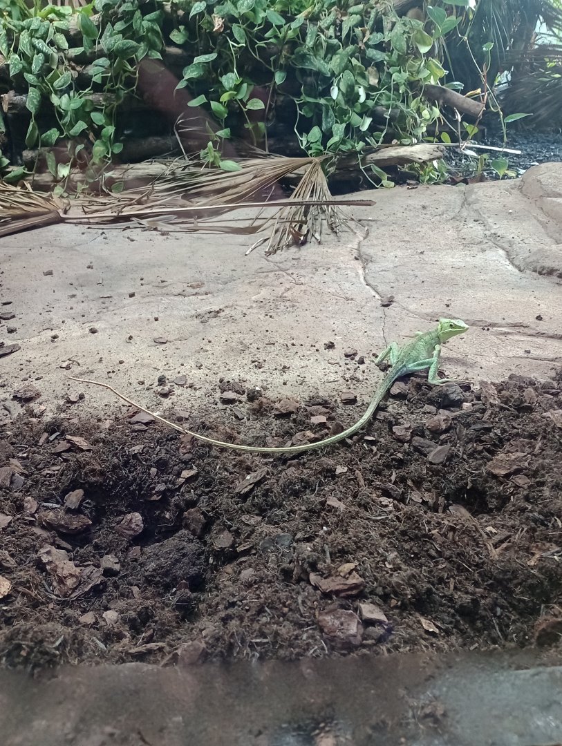 Eastern casquehead iguana