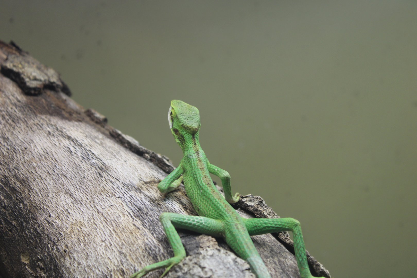 Eastern Casquehead Iguana