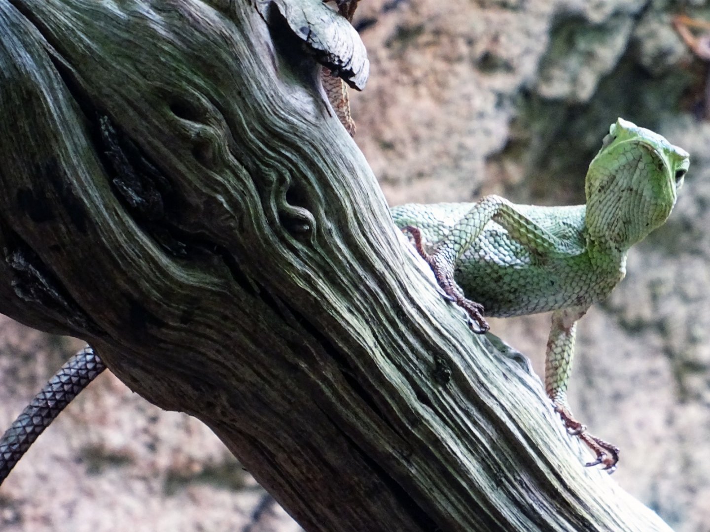 Eastern Casquehead Iguana