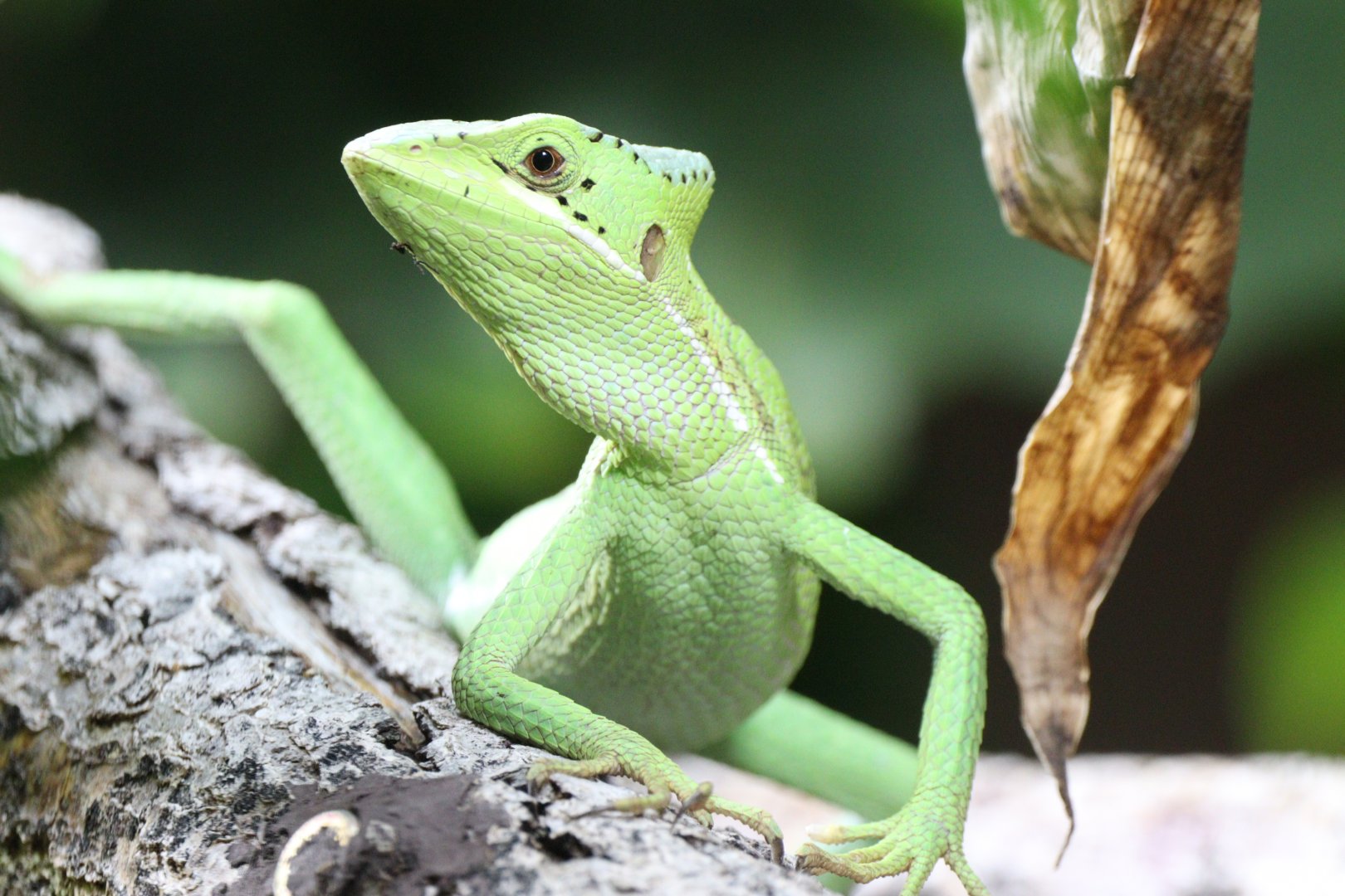 Eastern Casquehead Iguana