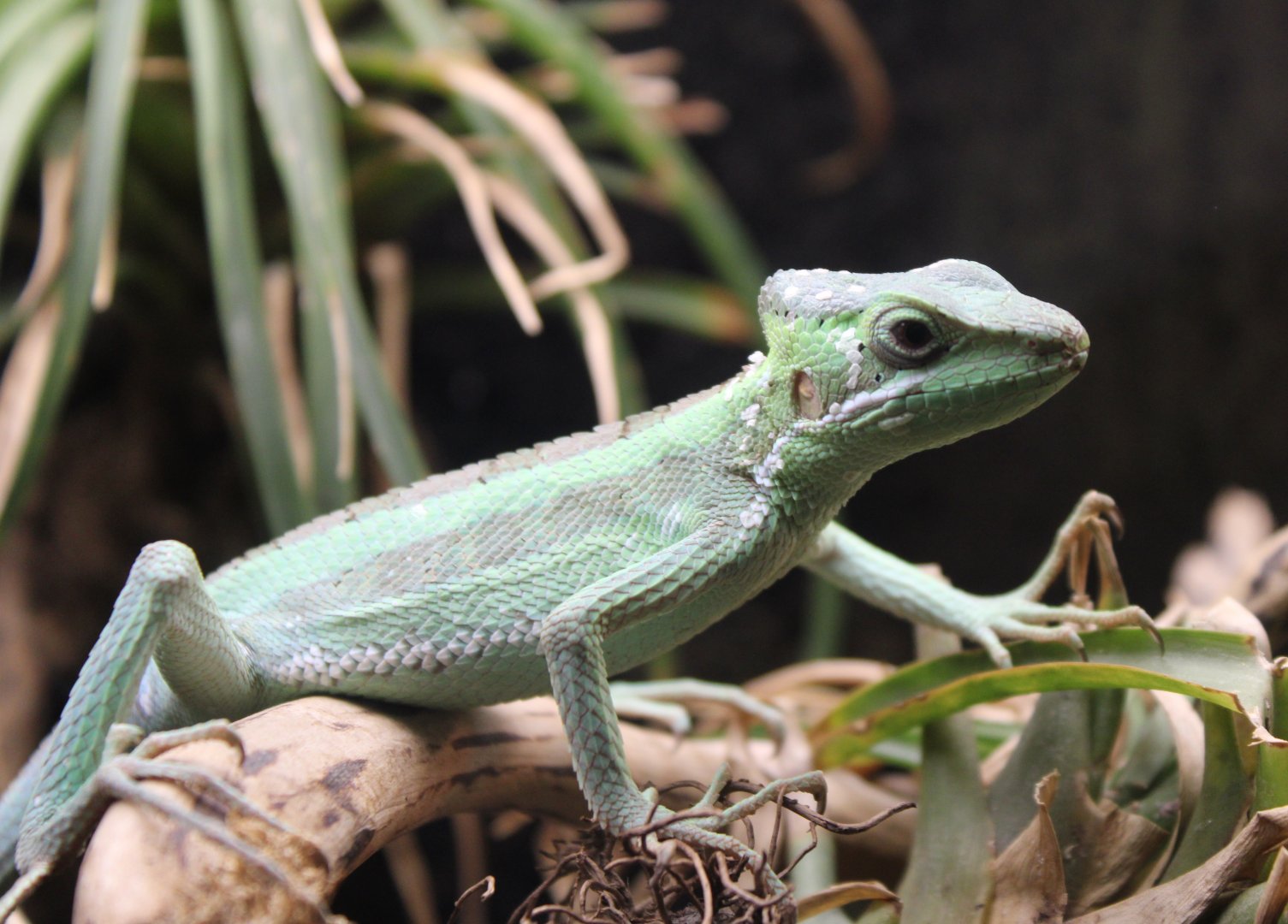 Eastern casquehead lizard
