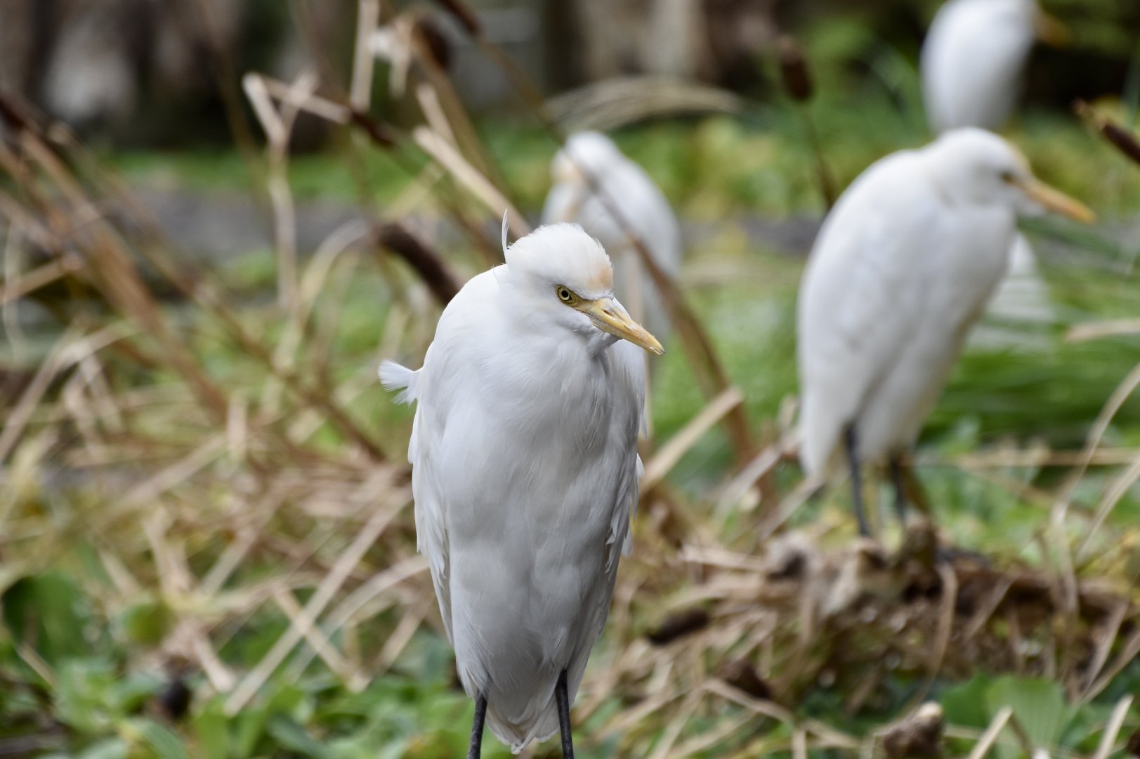 Eastern Cattle Egret (Ardea coromanda) - wild