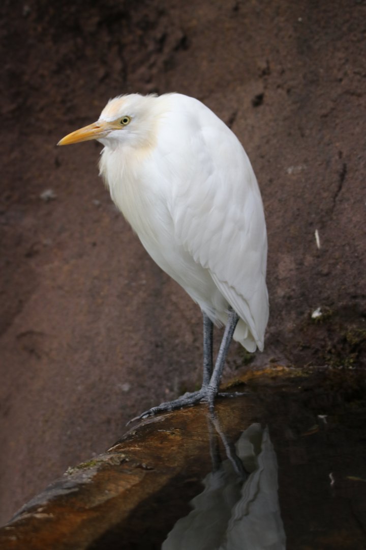 Eastern Cattle-egret (Ardea coromanda)
