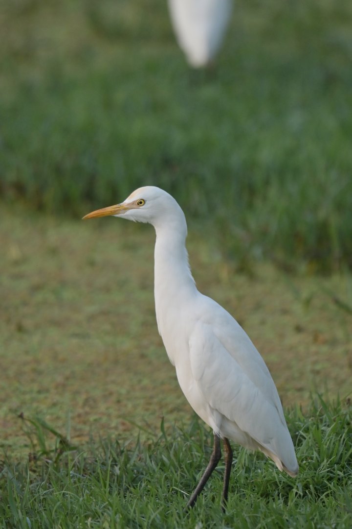 Eastern Cattle Egret Ardea coromanda