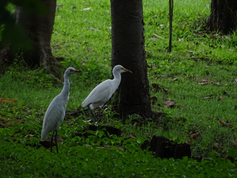 Eastern cattle egret (Bubulcus coromandus)