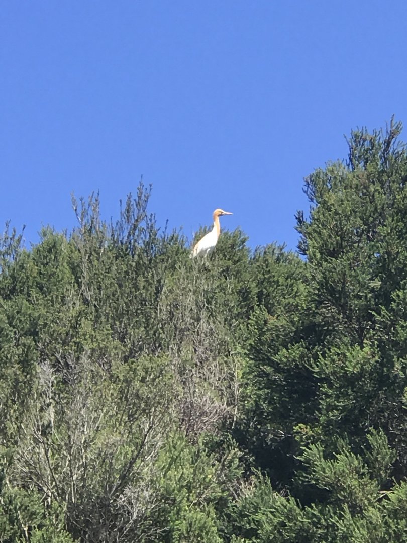 Eastern Cattle Egret