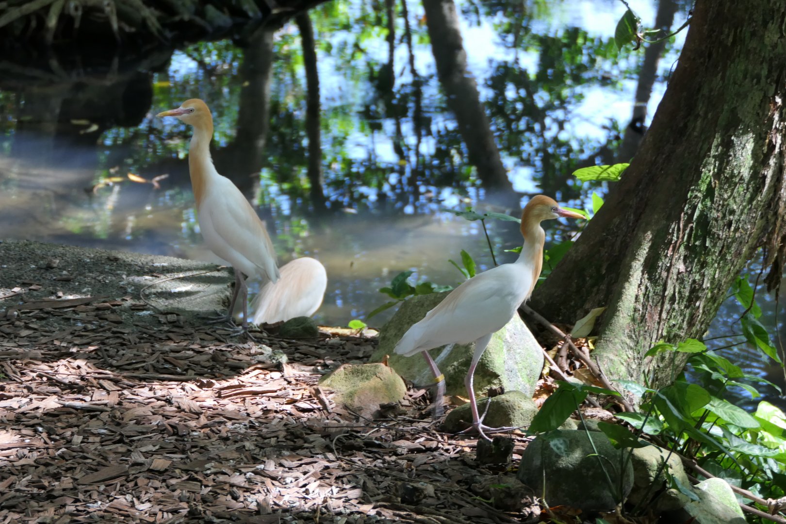 Eastern Cattle Egret