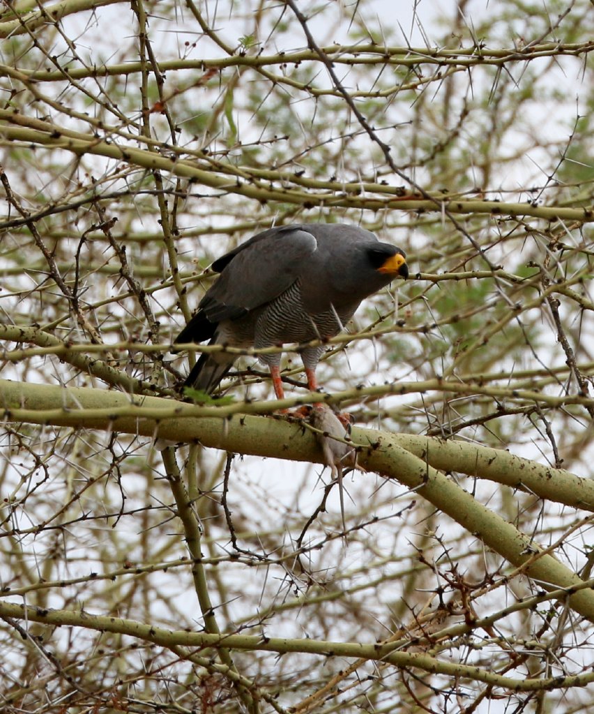 Eastern Chanting Goshawk