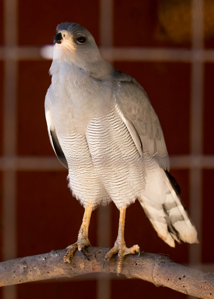 Eastern Chanting Goshawk
