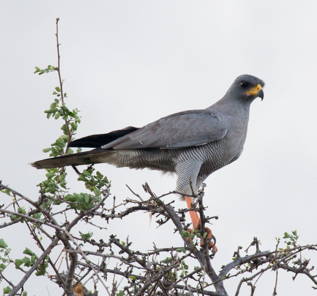 Eastern Chanting Goshawk