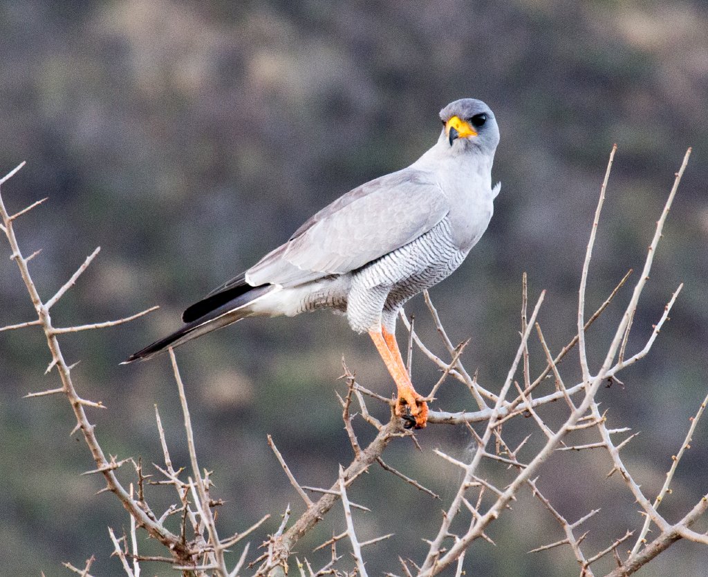 Eastern Chanting Goshawk