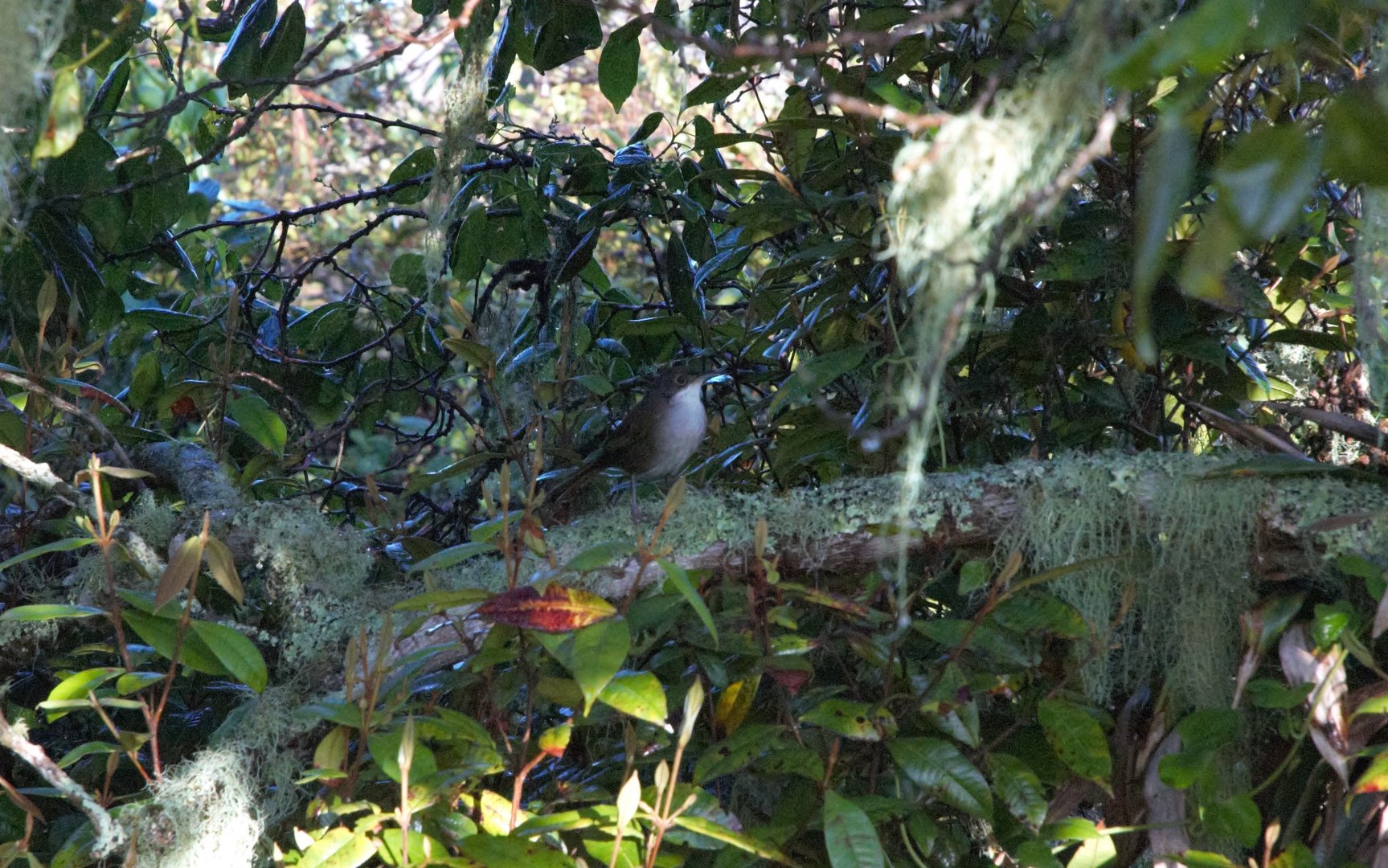 Eastern Chat-tanager (Calyptophilus frugivorus)