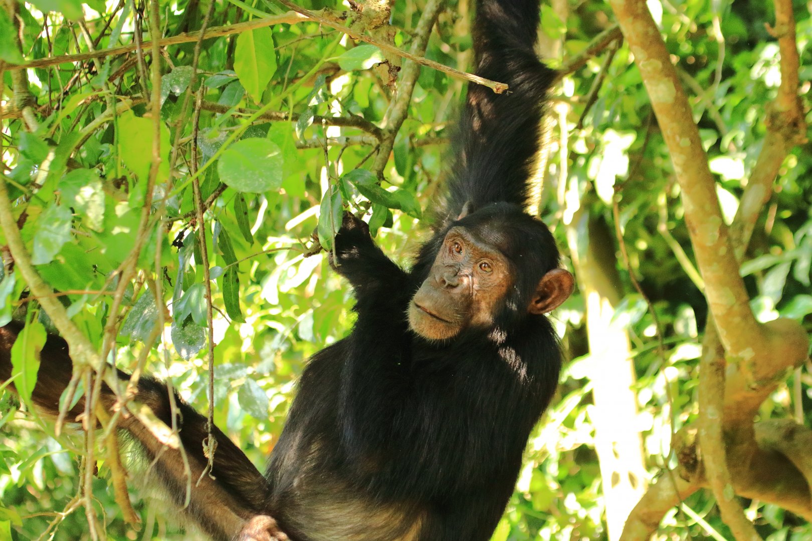 Eastern chimpanzee (December 2019)
