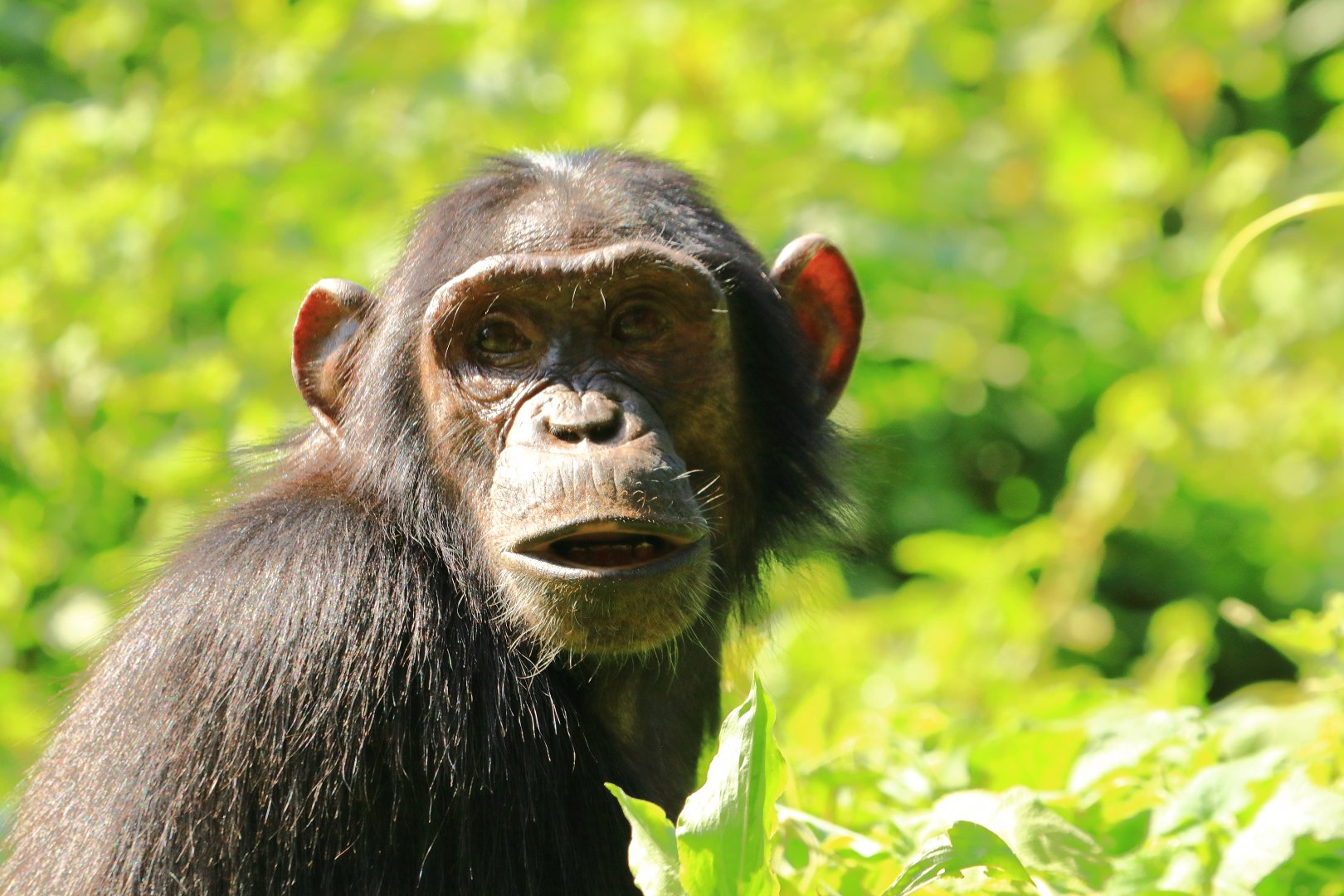 Eastern chimpanzee (December 2019)