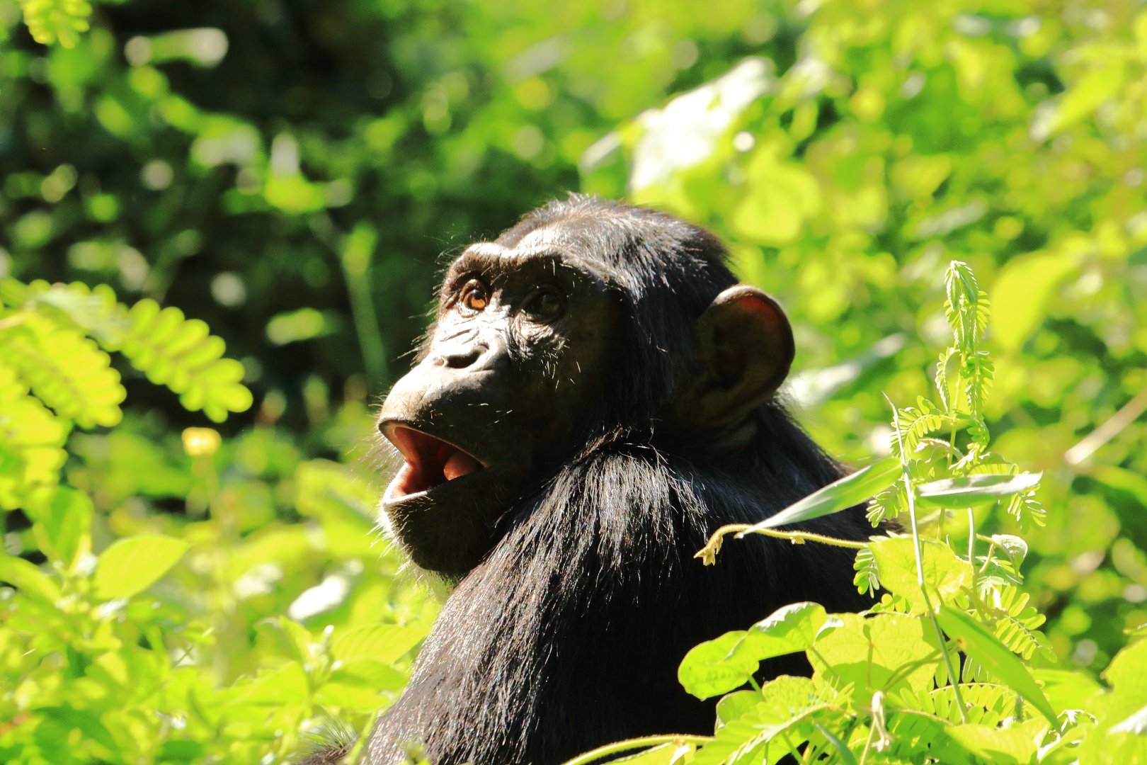 Eastern chimpanzee (December 2019)