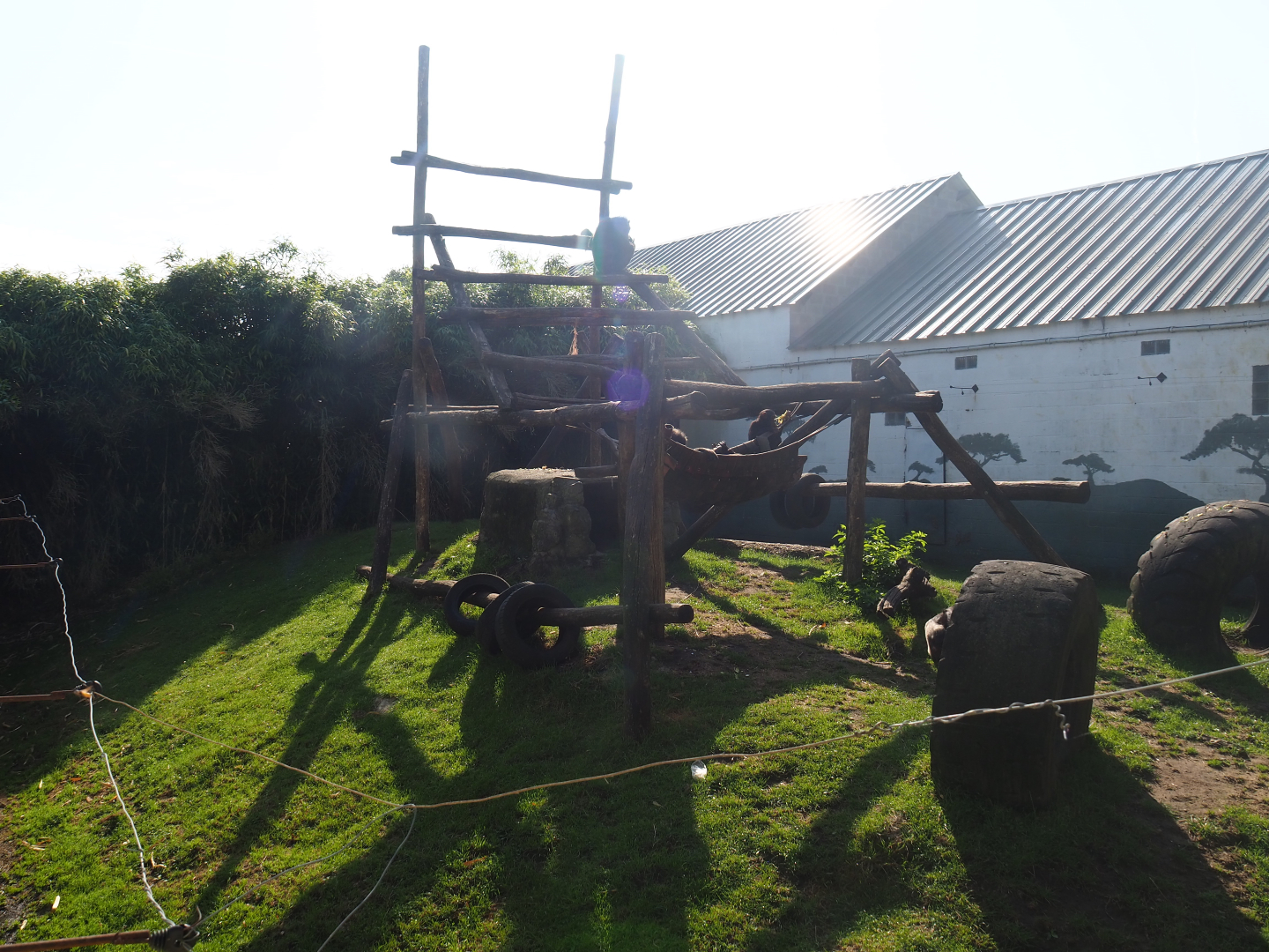 Eastern chimpanzee exhibit, 2019-06-01