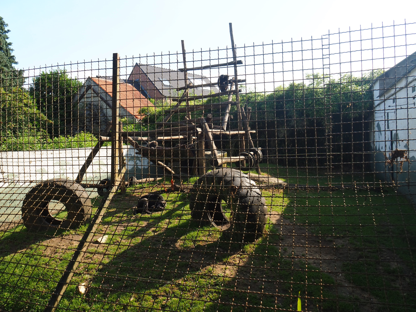 Eastern chimpanzee exhibit, 2019-06-01