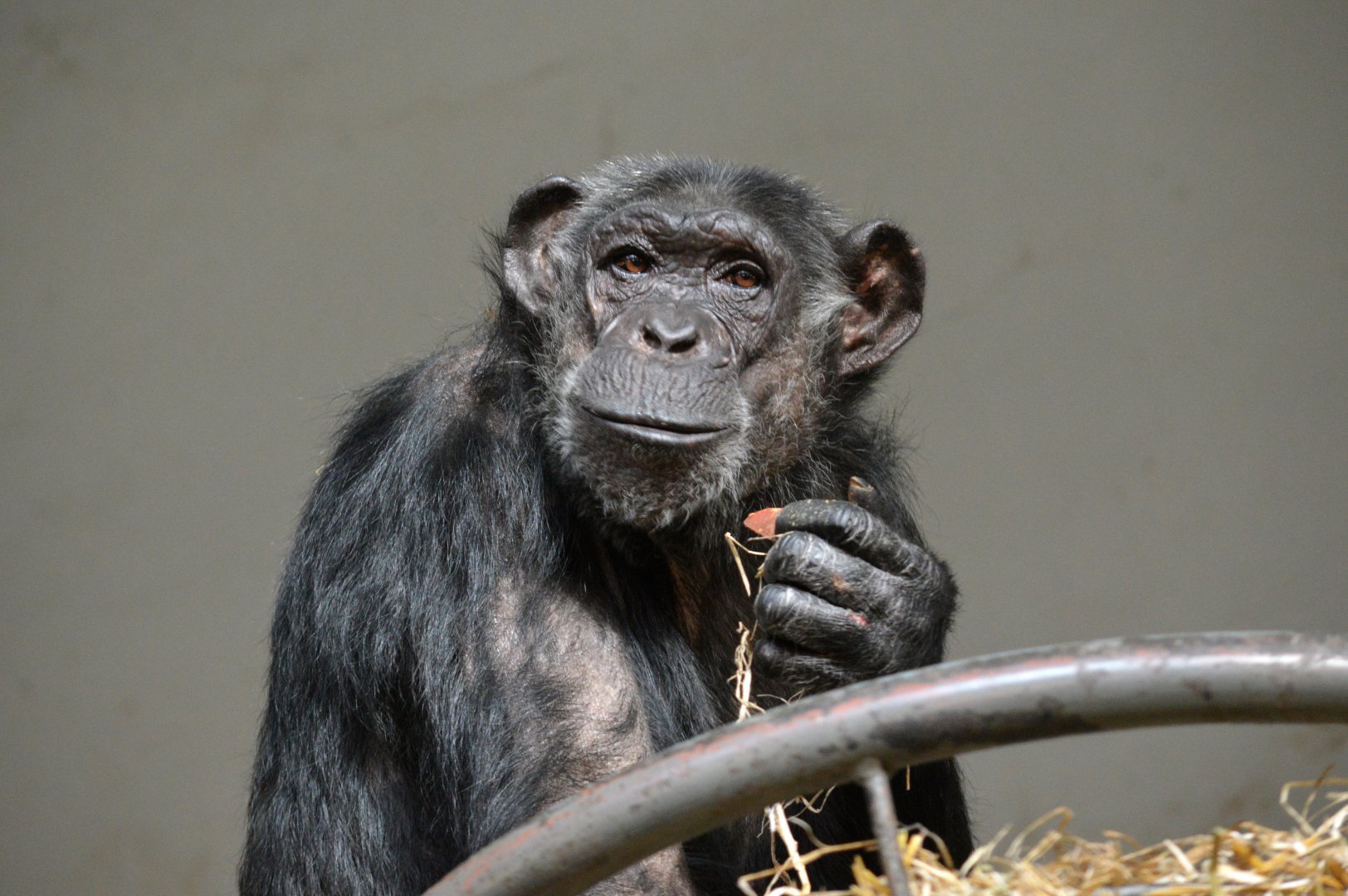 Eastern chimpanzee 'Leentje'