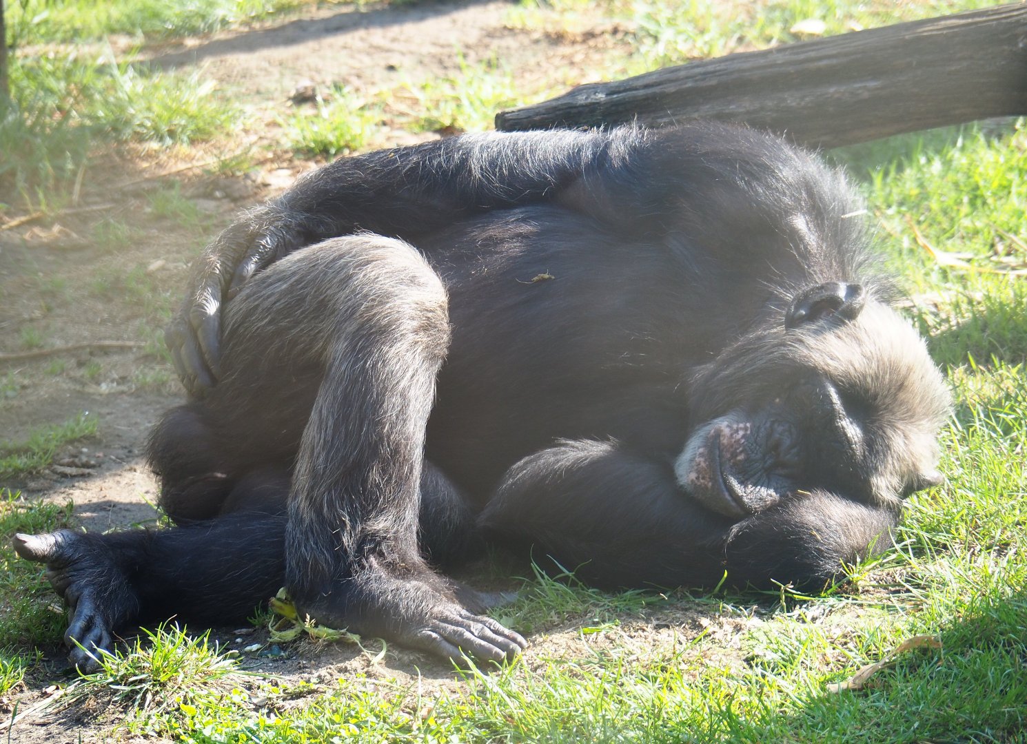 Eastern chimpanzee (Pan troglodytes schweinfurthii), 2019-06-01