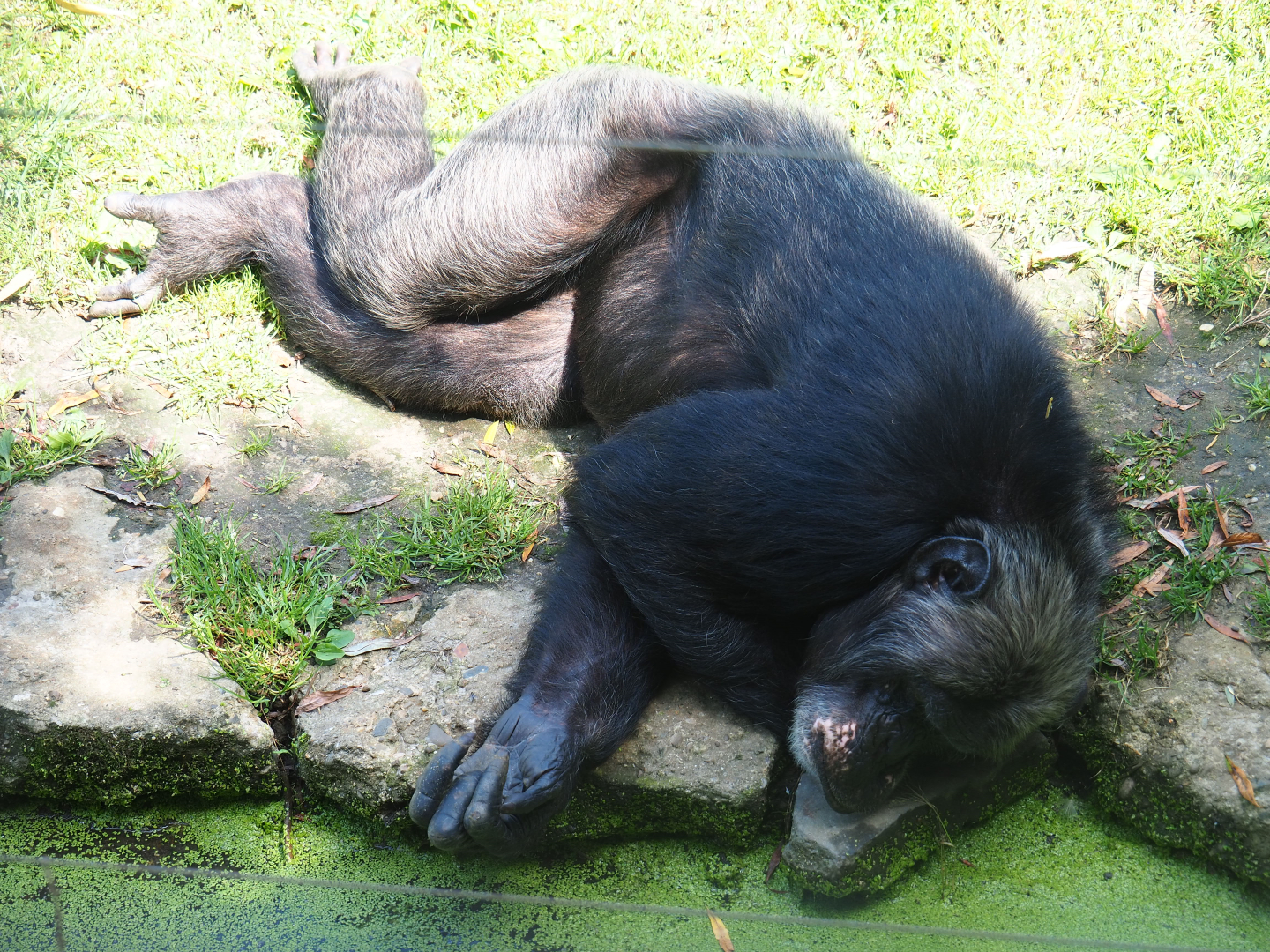 Eastern chimpanzee (Pan troglodytes schweinfurthii), 2019-08-04