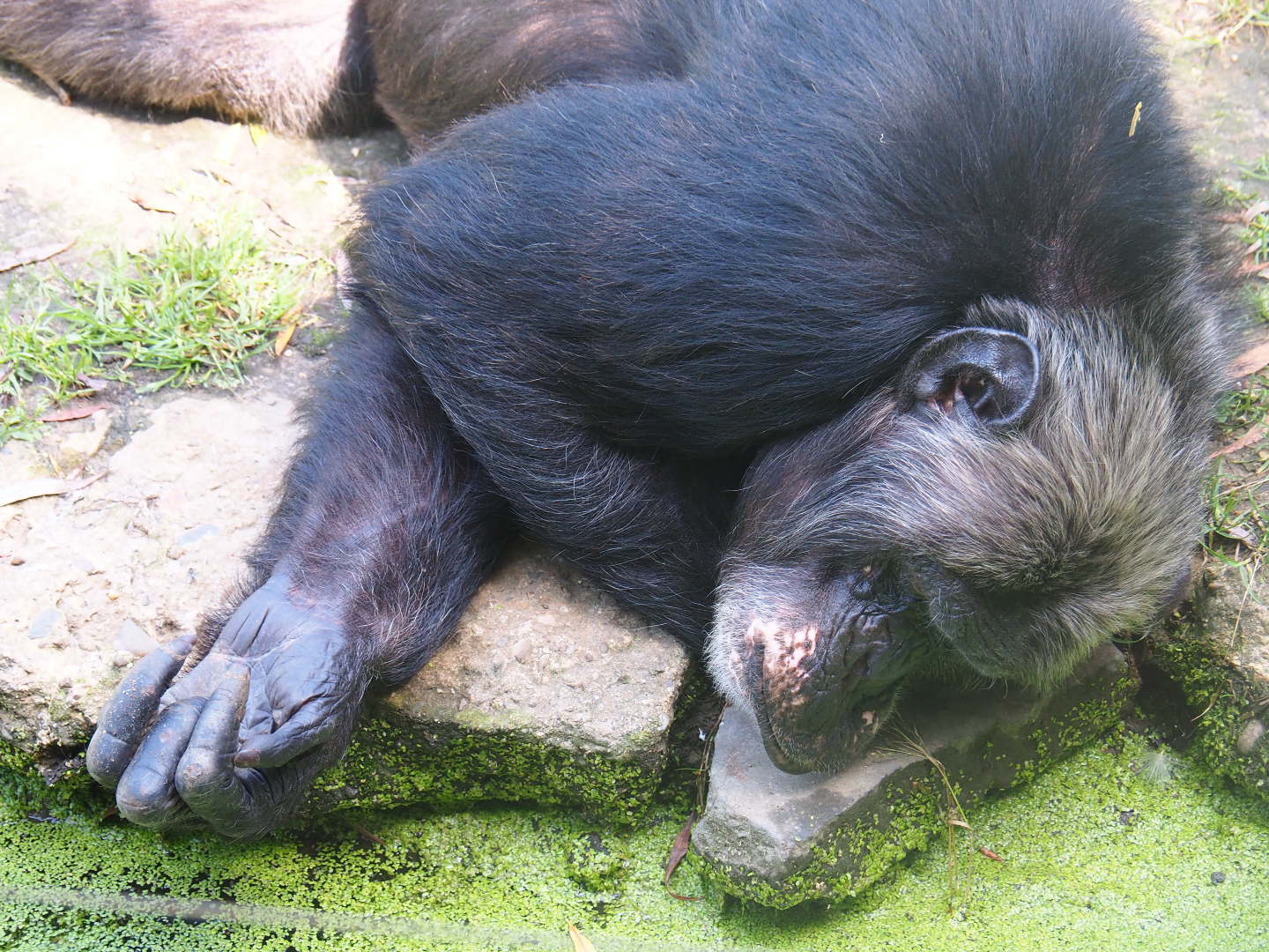 Eastern chimpanzee (Pan troglodytes schweinfurthii), 2019-08-04
