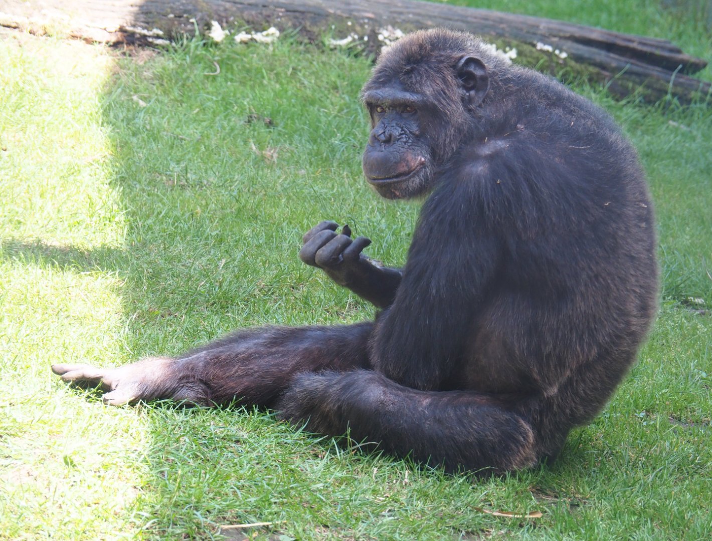 Eastern chimpanzee (Pan troglodytes schweinfurthii), 2019-08-04